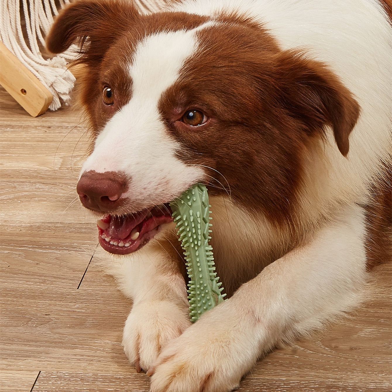Dog Chew Toy